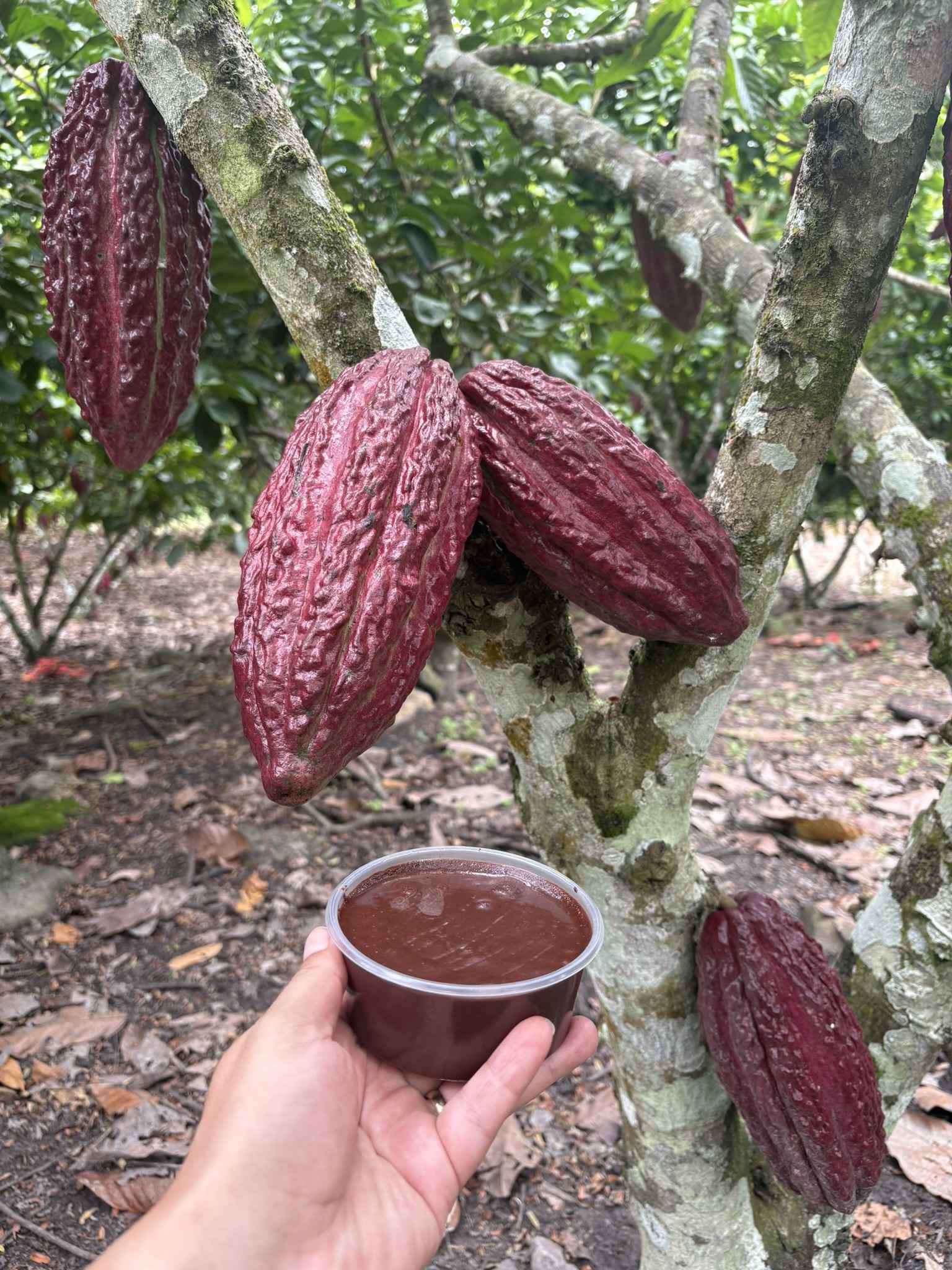 Mazorca y pasta de cacao